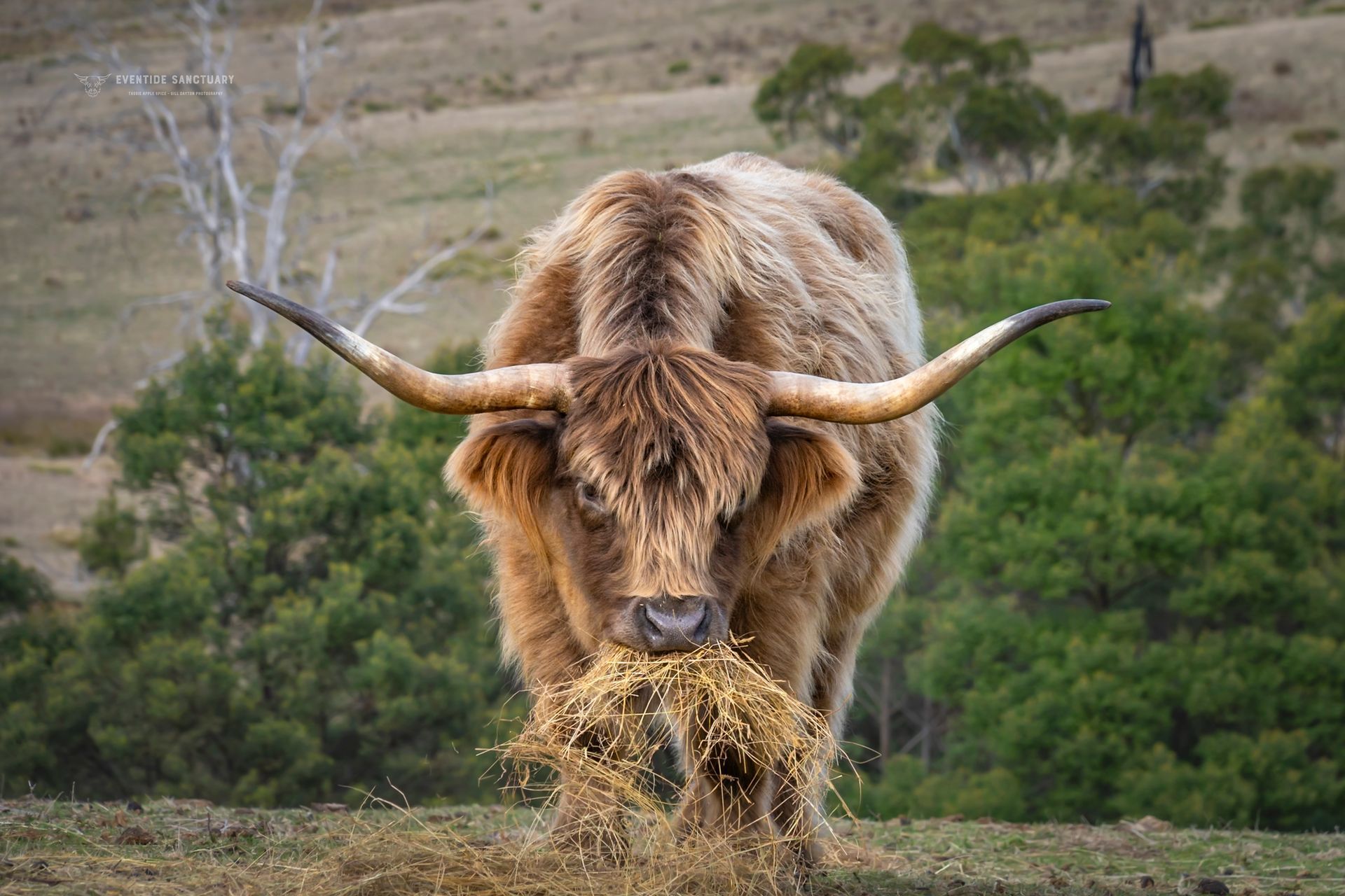 Monthly Sanctuary Guardian (Donation)