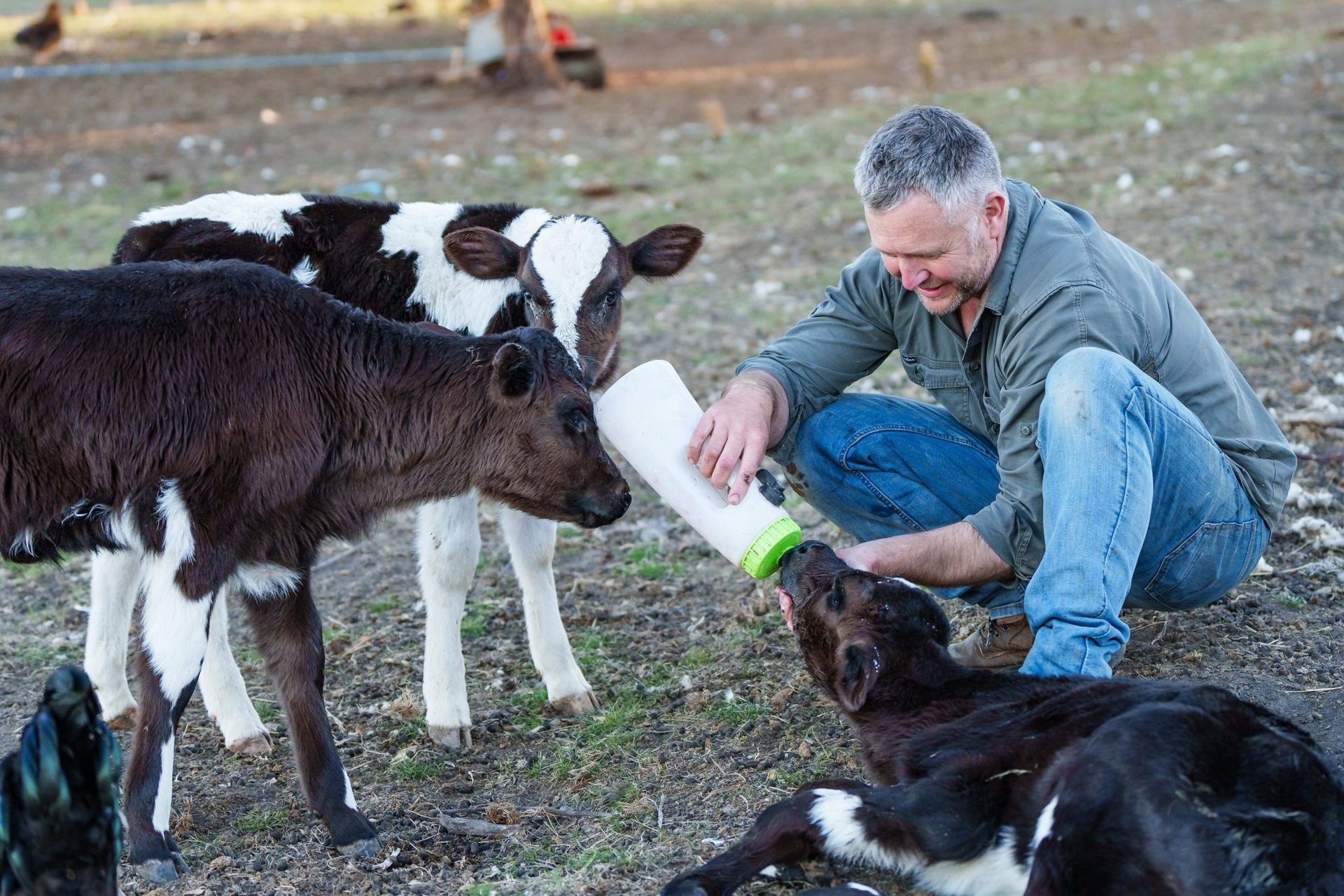A man is feeding a baby cow from a bottle in a field.