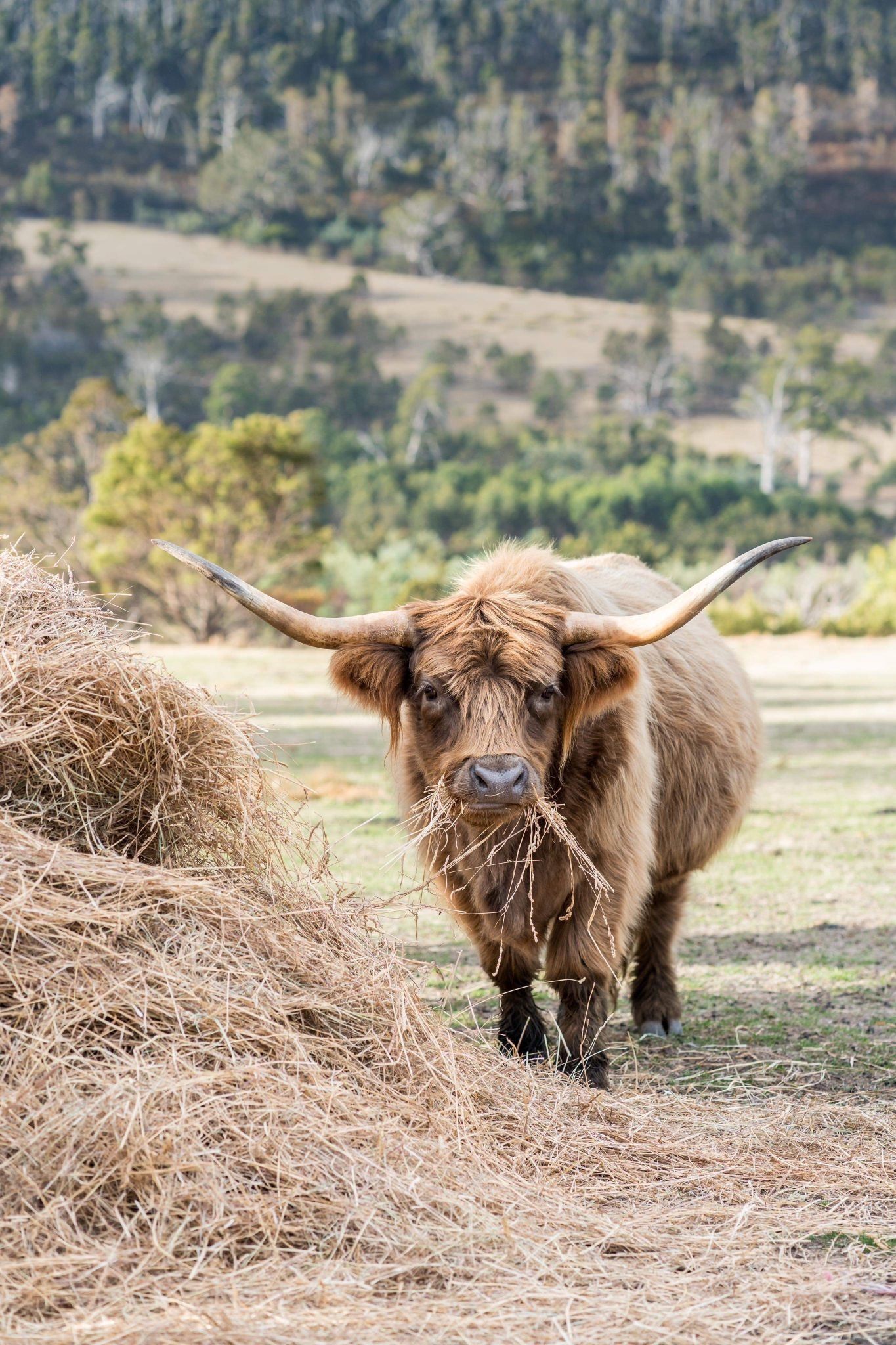 A highland cow with long horns is standing next to a pile of hay in a field.