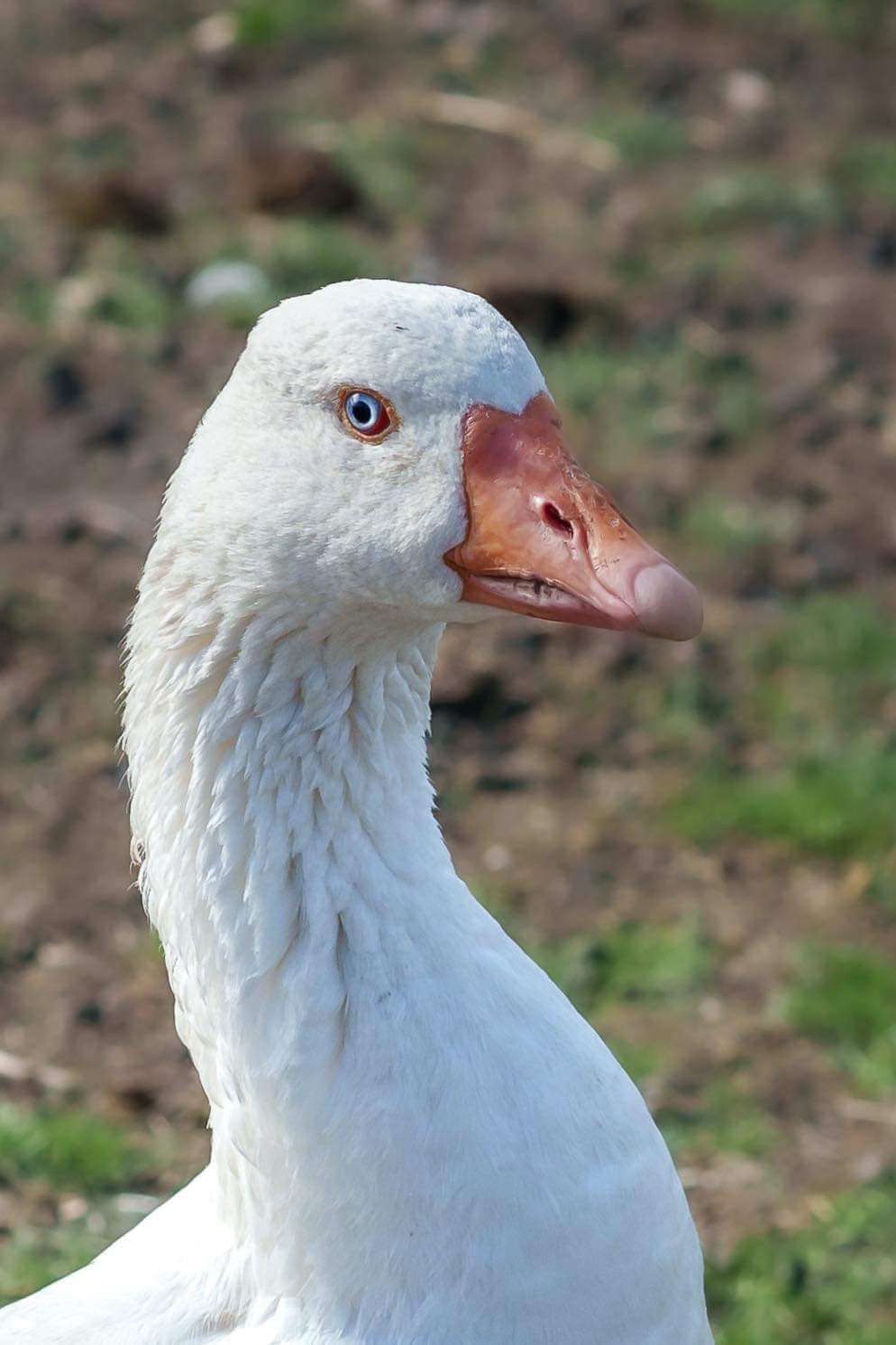 A white goose with an orange beak is standing in the grass.