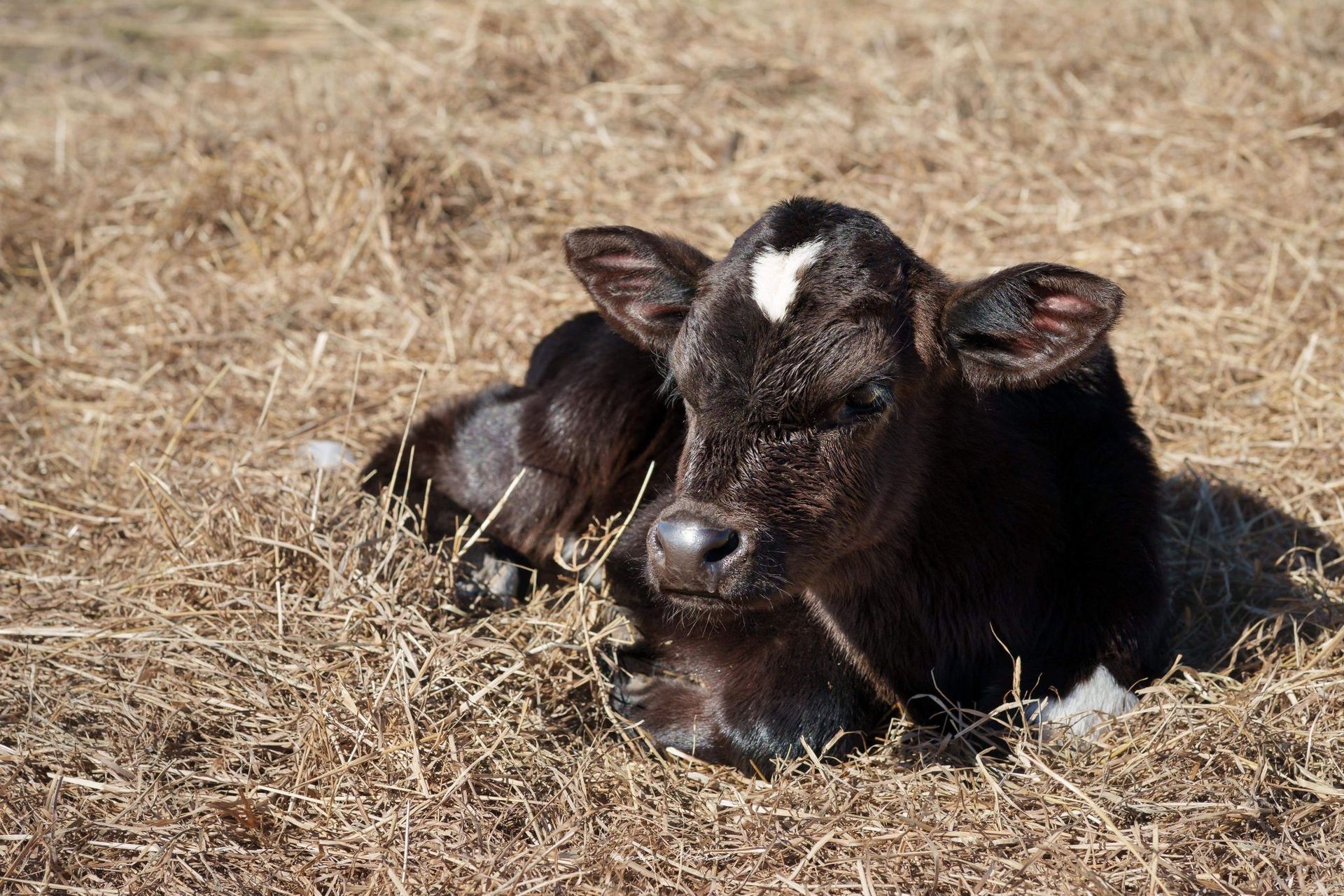A black calf with a white spot on its head is laying in the grass