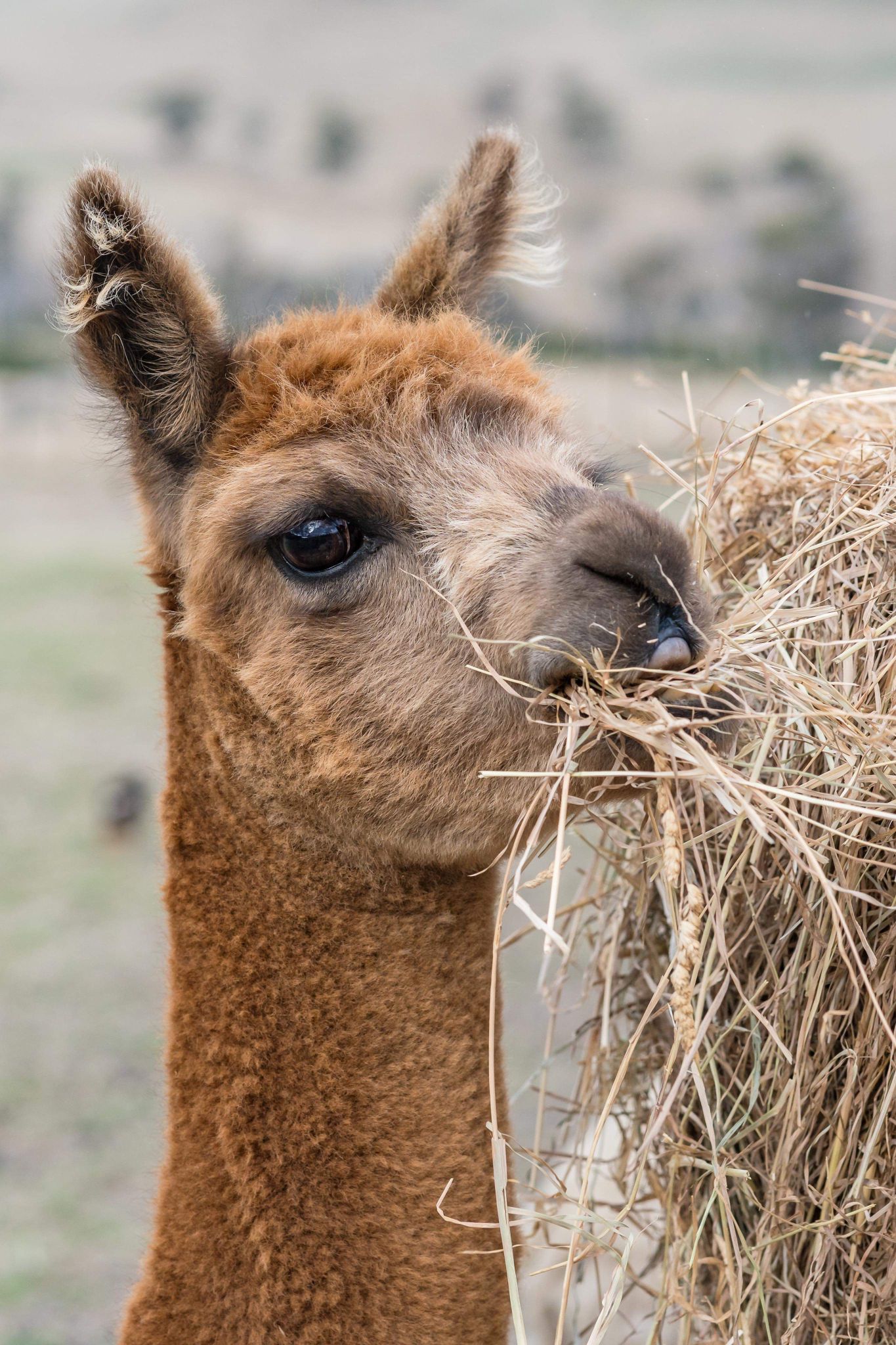 A close up of an alpaca eating hay from a bale.