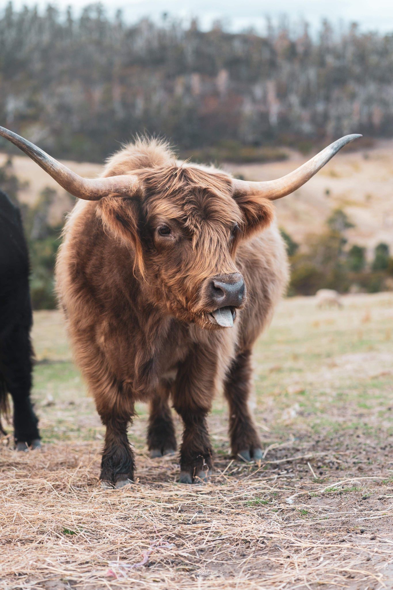 A highland cow with long horns is standing in a field.