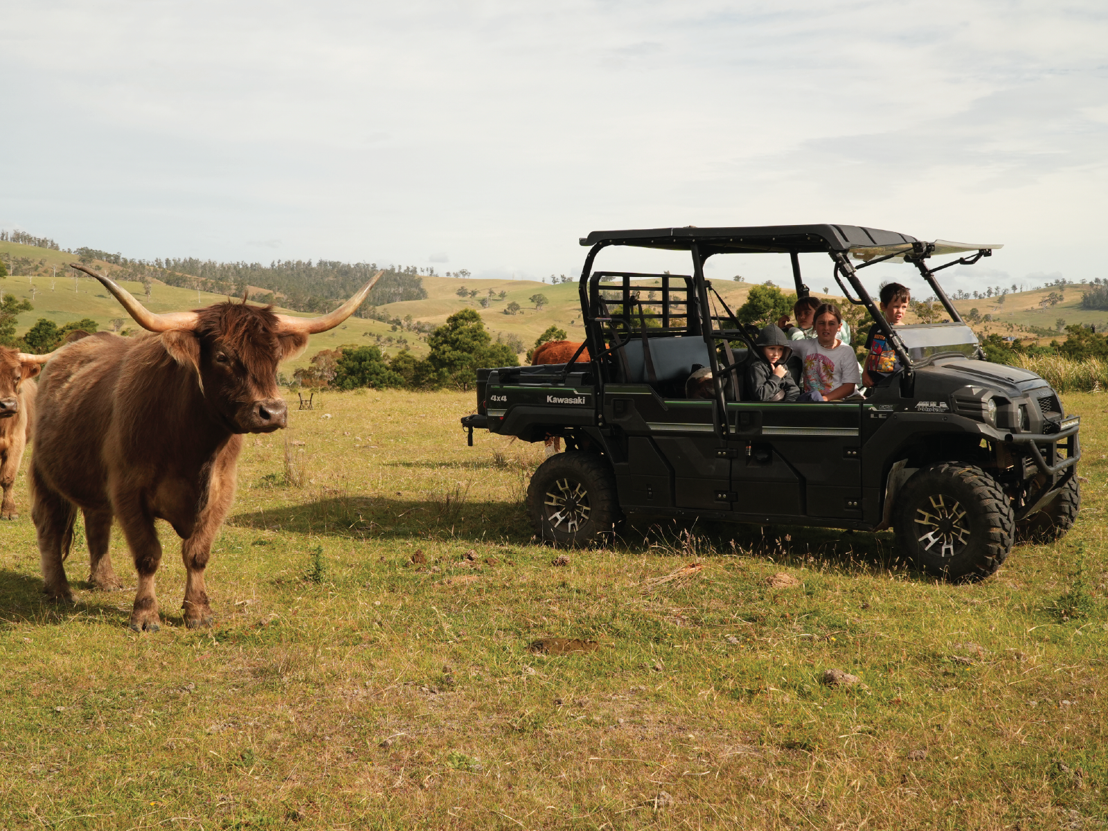 A highland cow with long horns is standing in a field.