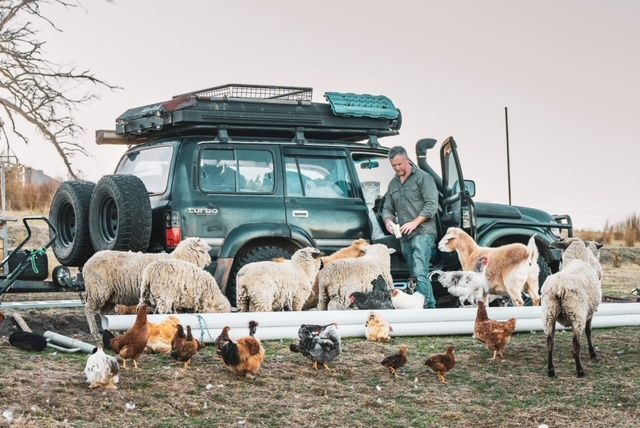 A man is standing next to a jeep surrounded by sheep and chickens.