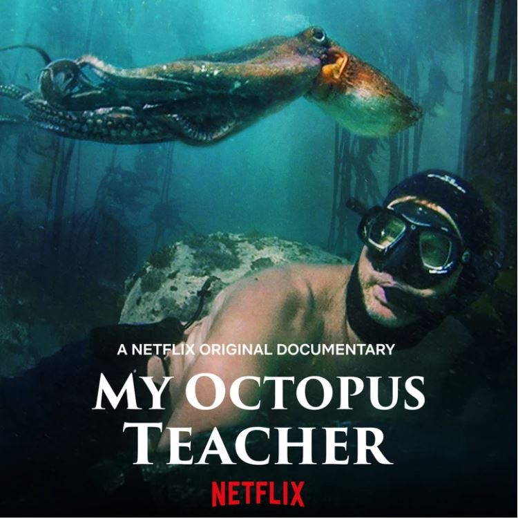 my octopus teacher freedive safety