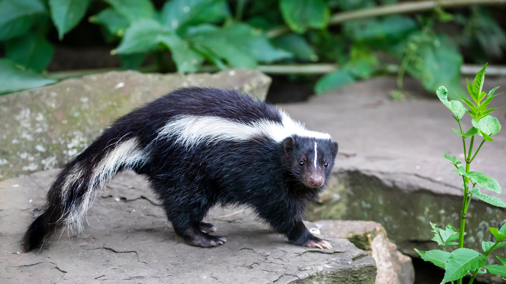 A black-and-white striped skunk standing on a rock in a natural, leafy environment.