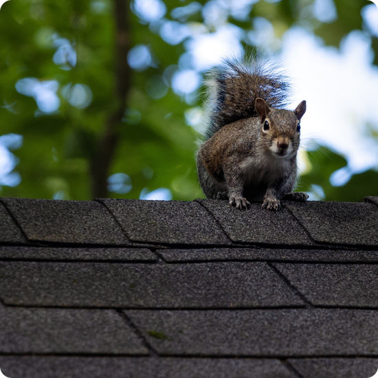 Squirrel sitting on a dark gray shingled roof, looking forward with trees in the background.