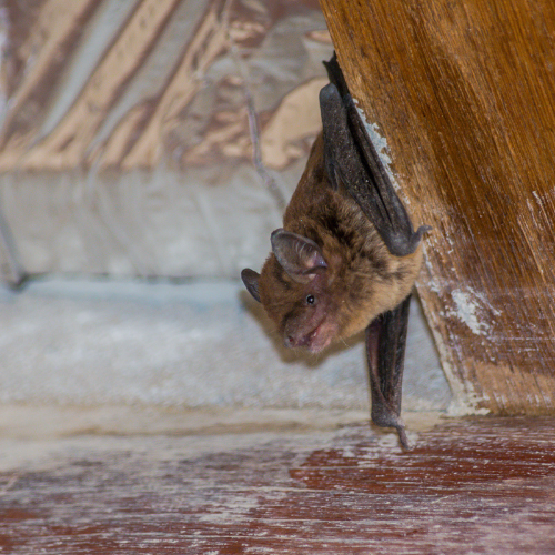 Bat hanging on wooden surface with wings spread.