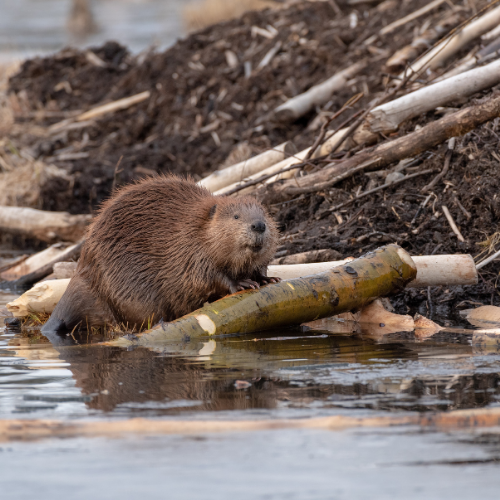 Beaver on log in water, brown fur, near a pile of sticks and mud.
