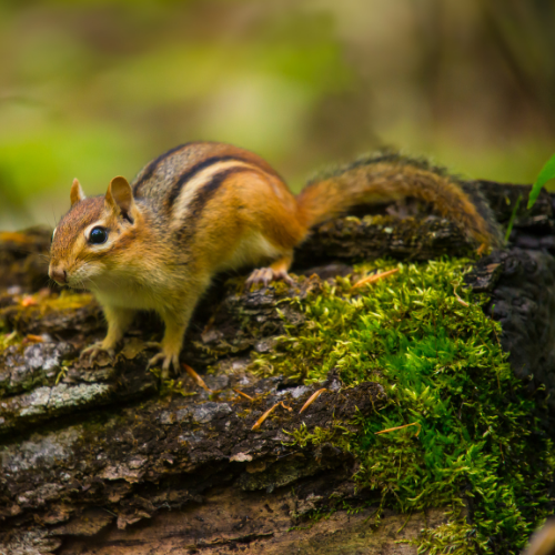 Chipmunk with striped back on moss-covered log in a forest setting.