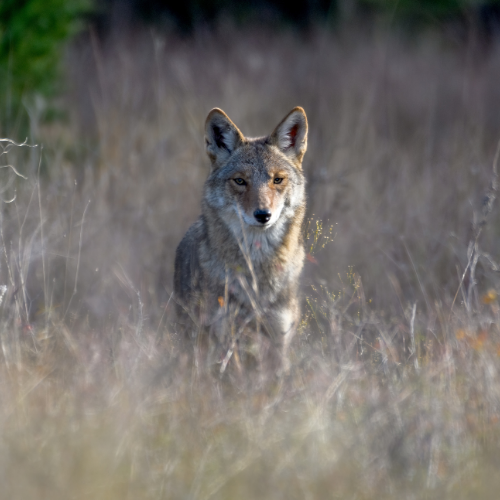 Coyote standing in tall dry grass, facing the camera with a slight gaze.