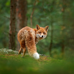 Red fox with white-tipped tail turns head back towards the viewer, forest background.