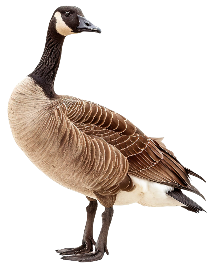 Canada goose with black head and neck, brown body, standing.