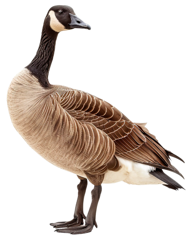 Canada goose with black head and neck, brown body, standing.