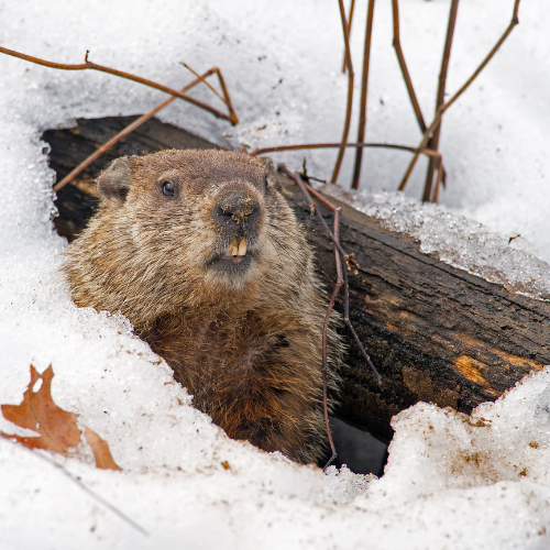 Groundhog peeks out of snowy burrow. Brown fur, open mouth, winter setting.