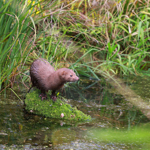 A mink with dark brown fur stands on a mossy rock in murky water.