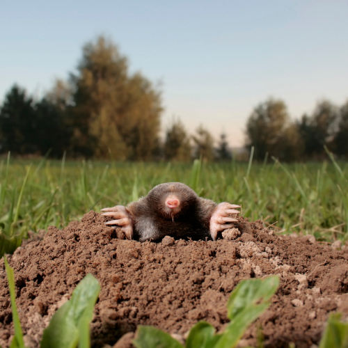 A mole peeks out of its dirt mound in a grassy field, looking around.