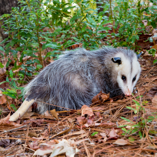 Opossum with gray fur, white face, and pink nose on a forest floor.