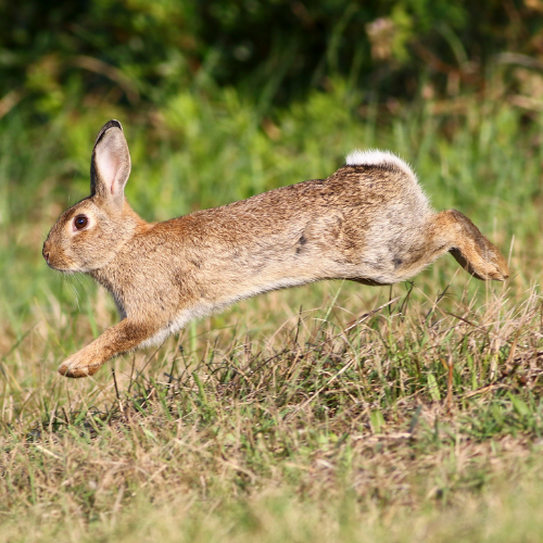 Brown rabbit leaping through grassy field, ears perked, white tail visible.