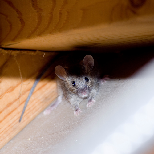 Mouse peering out from under wooden structure.
