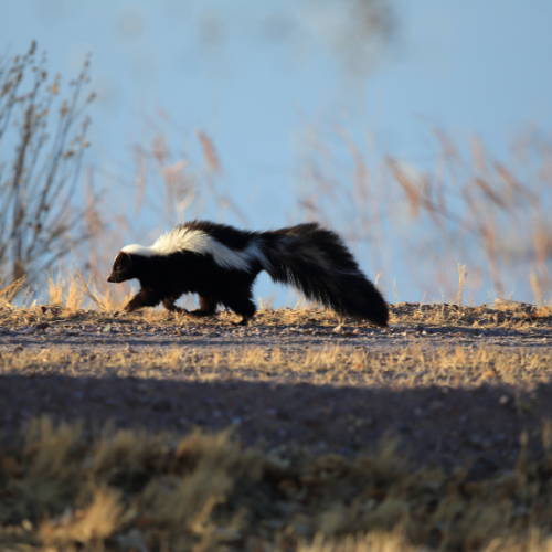 A skunk runs across a dirt path with long grass and a blue sky in the background.