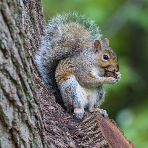 Squirrel perched on a tree branch, eating a nut. Gray fur, brown nut, and green background.