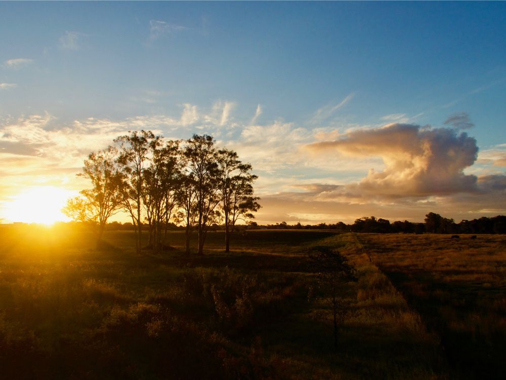 The Sun is Setting Over a Field With Trees in Yatala — Totally Skip Bins in Yatala, QLD