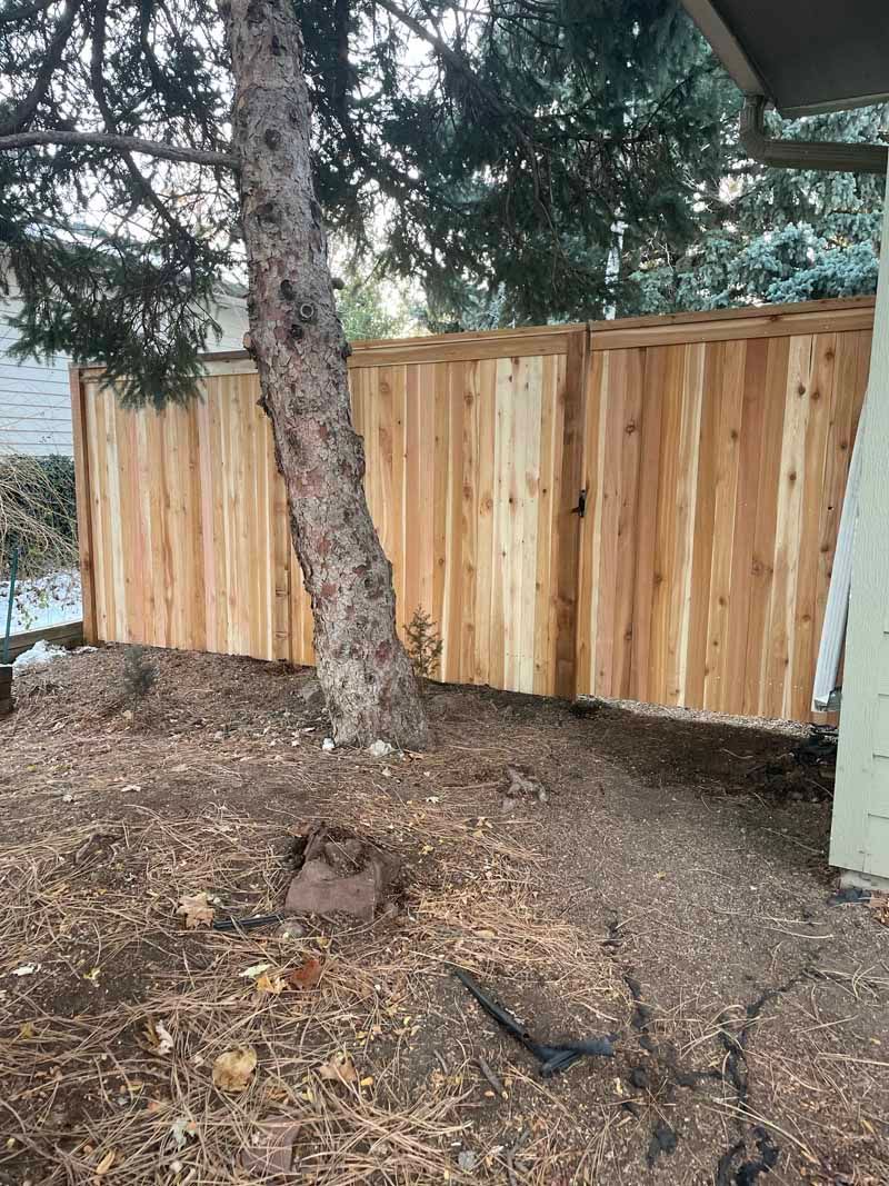A new wooden fence stands in a yard behind a conifer tree, with dry leaves covering the ground.