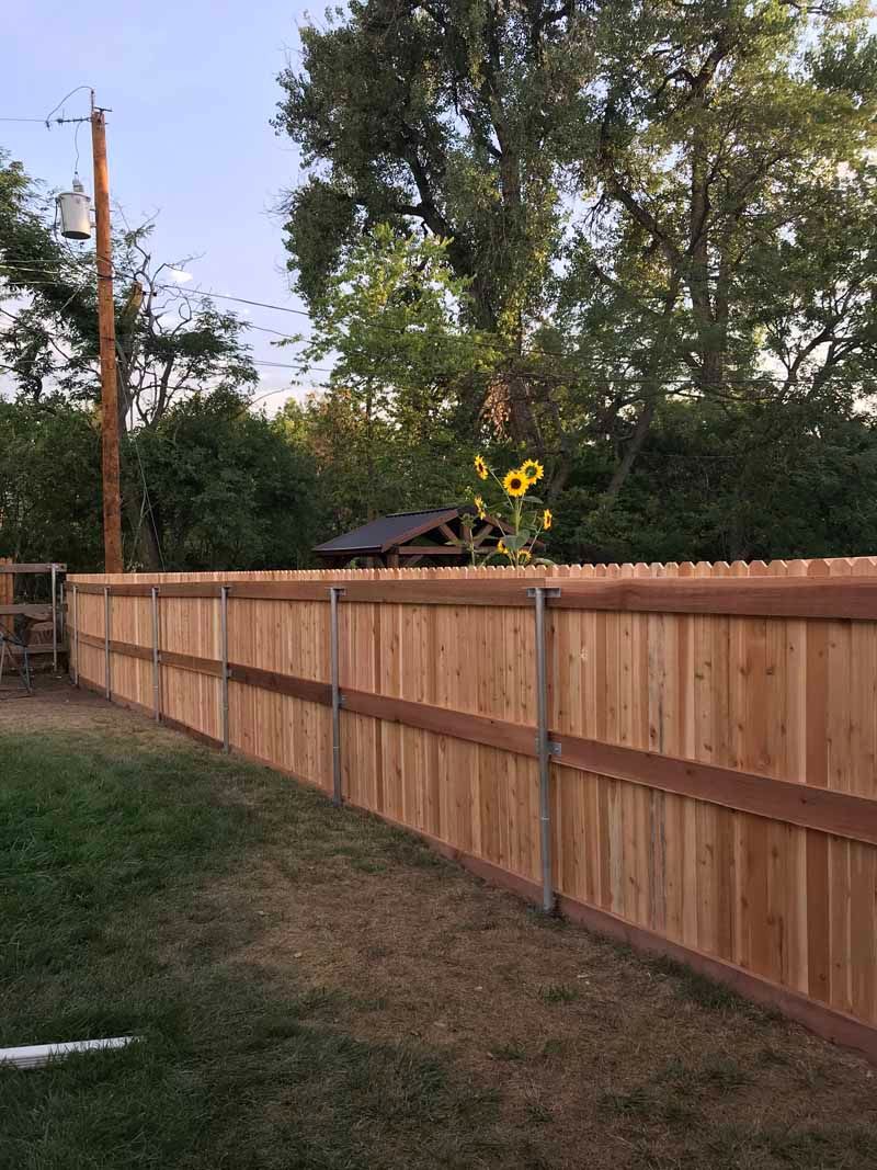 A new wood fence in a grassy backyard with a tall sunflower growing near the background trees and a utility pole.