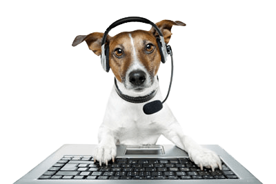 Dog with phone headset - Vet Clinic in Townsville, QLD