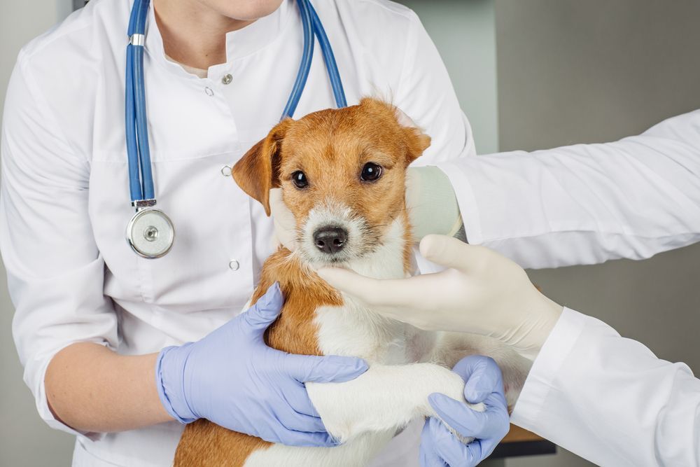 Dog being examined by veterinarians in a clinic setting.