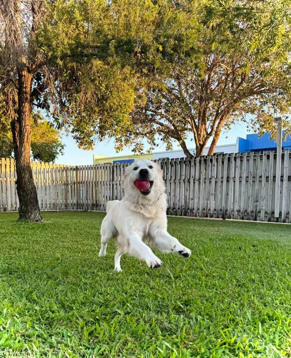 A Cute Dog Playing On A Grass