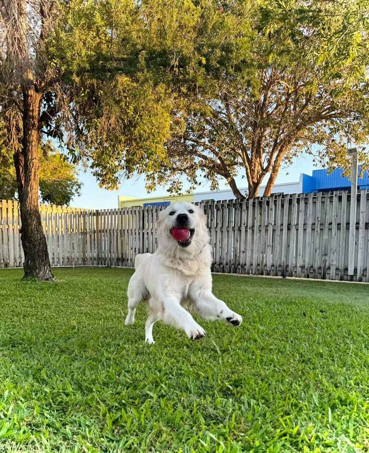 A Cute Dog Playing On A Grass