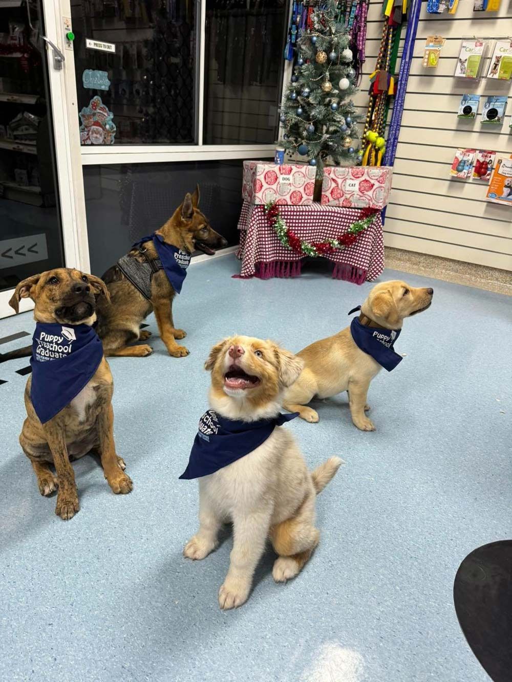A Four Cute Pets