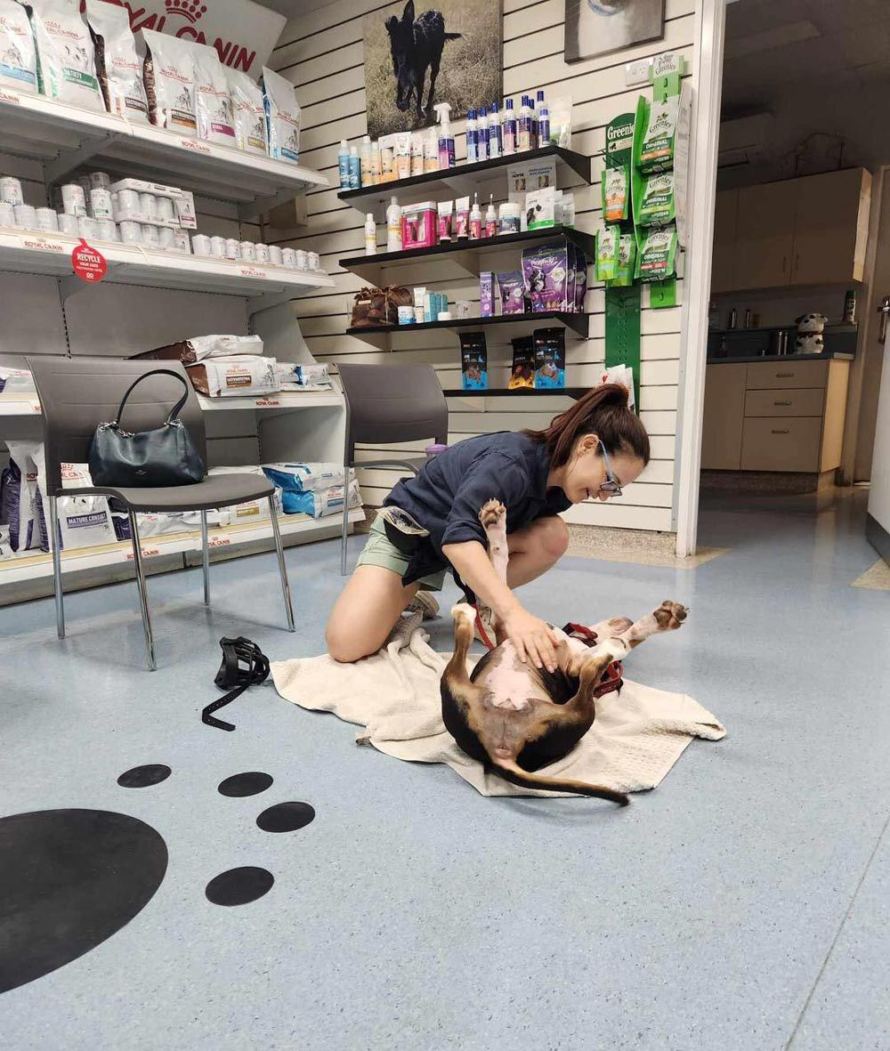 A Trusted Townsville Vet Clinic