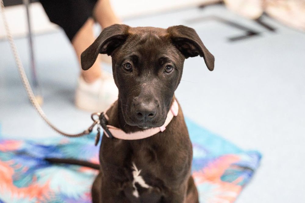 Black Puppy In Vet Clinic In Townsville
