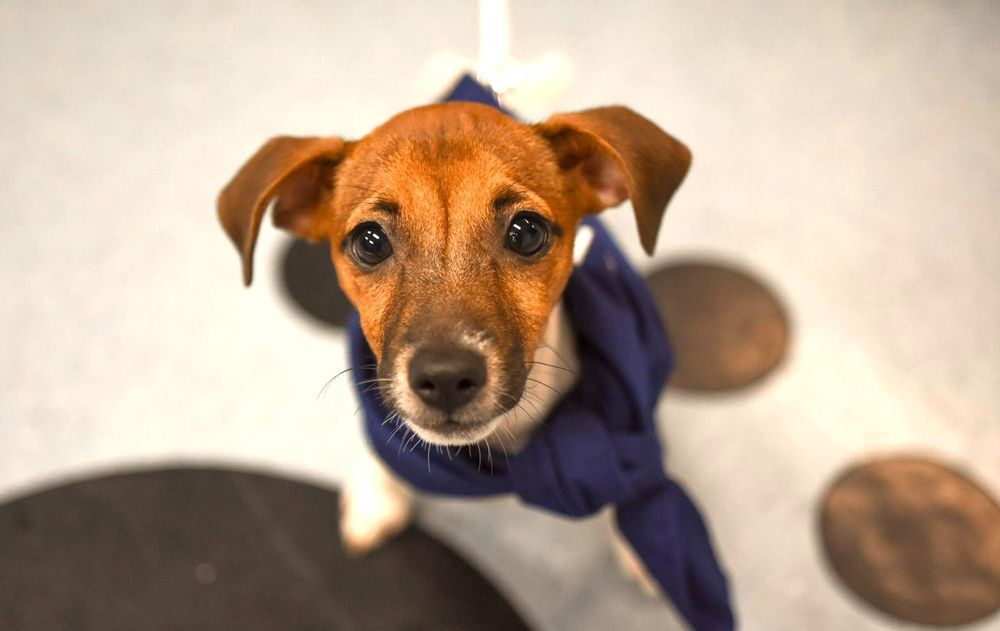 Closer Look Of A Cute Dog