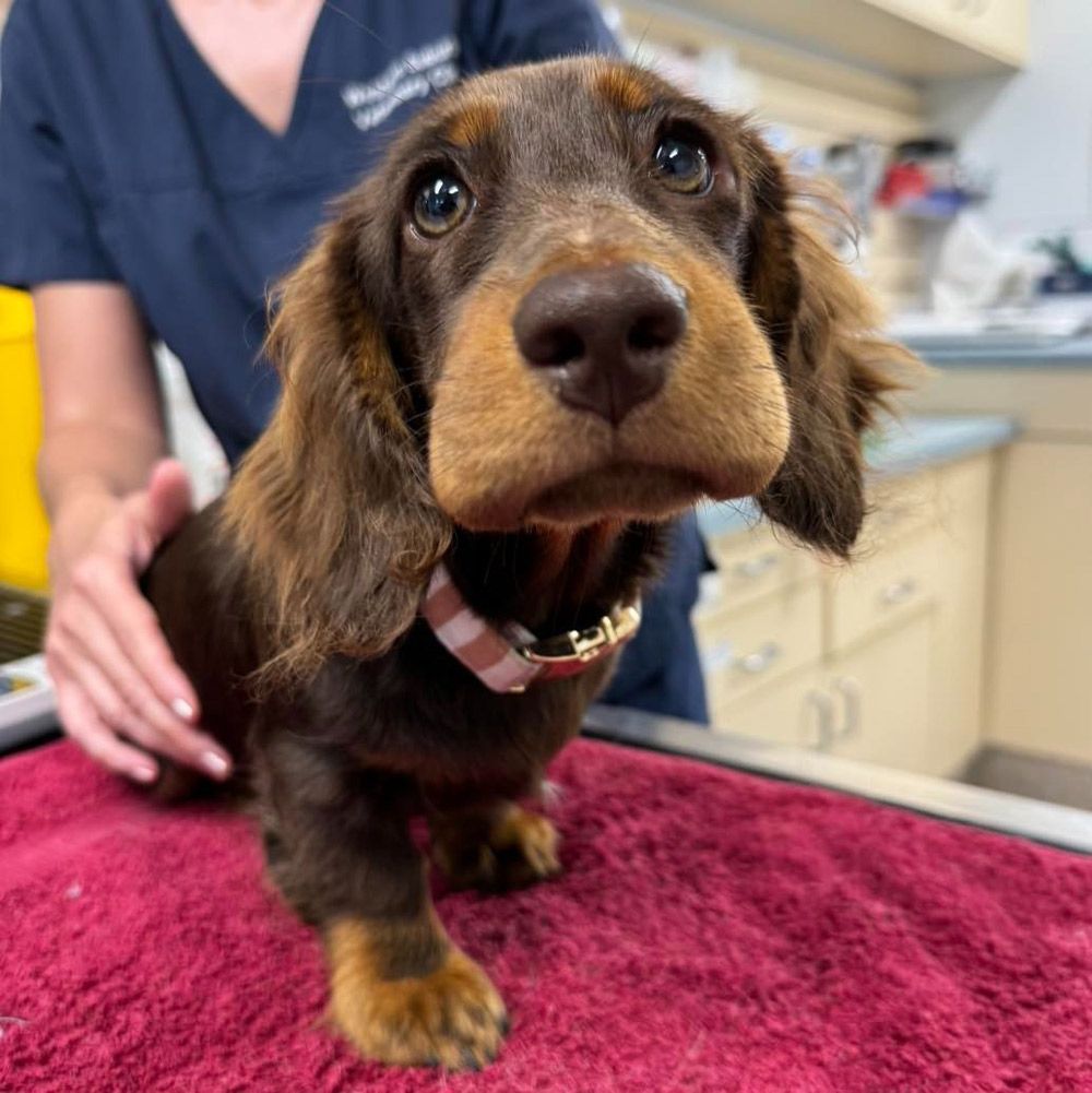 Cute Dog Undergoing An Annual Check-up