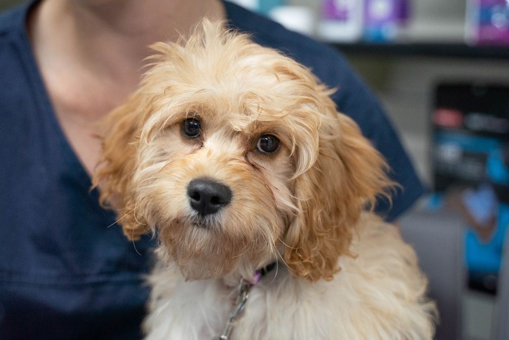 Dog's Allergy Check-up At Vet