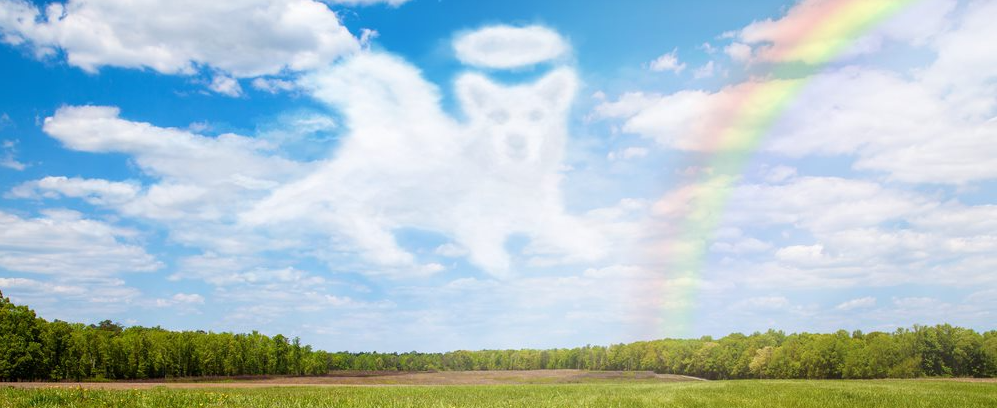 Dog shaped cloud with rainbow - Vet Clinic in Townsville, QLD