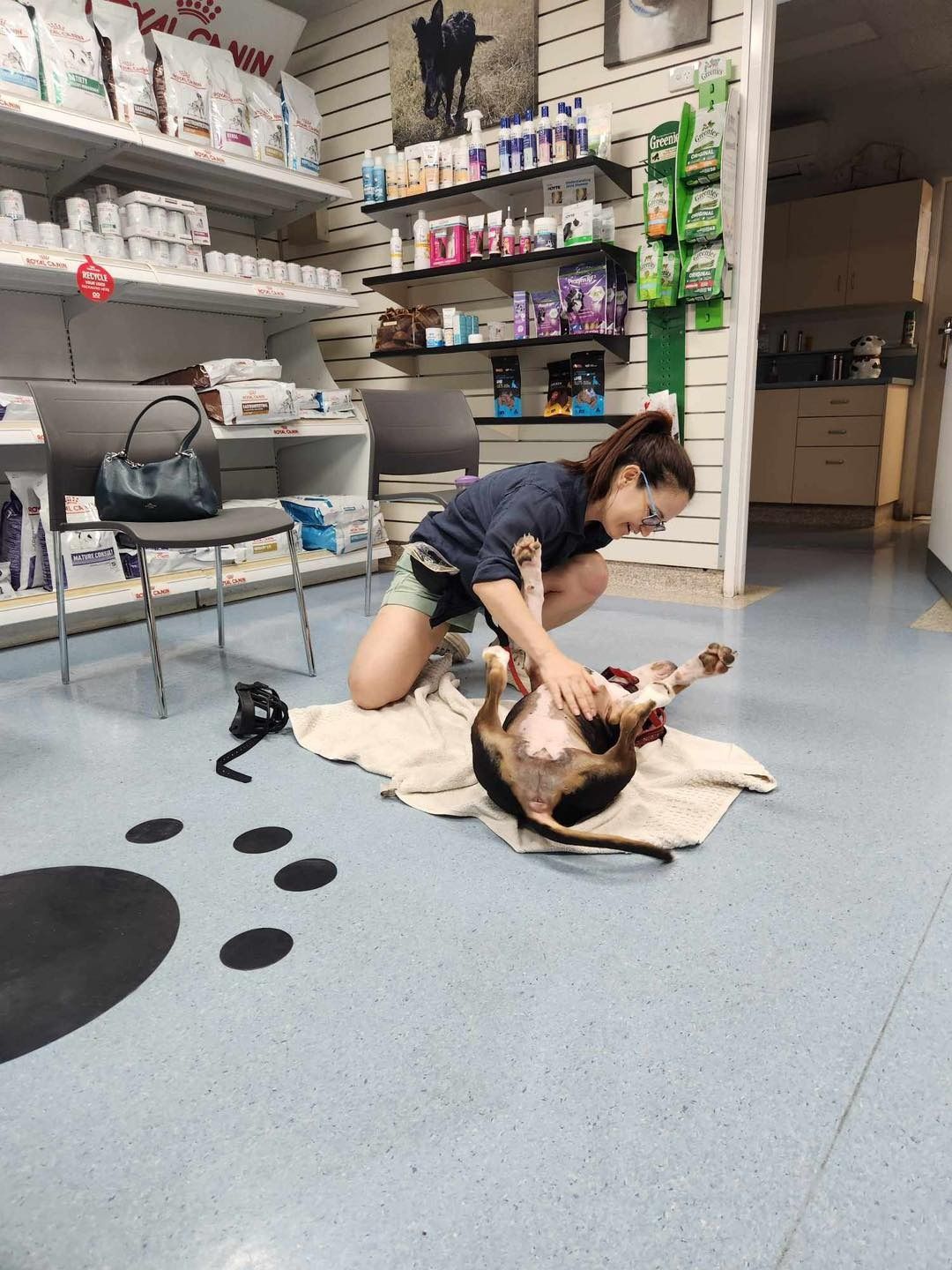 Vet Giving Exercise Session to a Dog