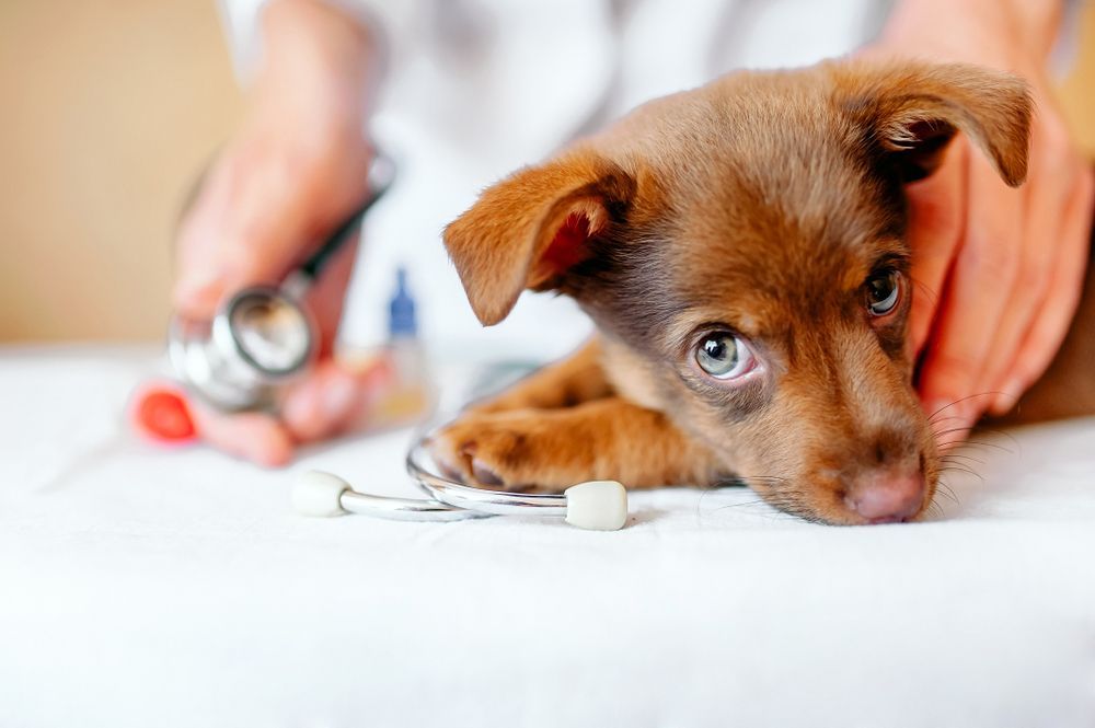 Brown puppy at vet, being held by a person with a stethoscope