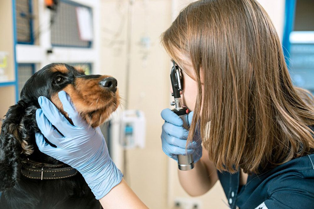 Veterinary Inspecting The Eyes Of A Dog