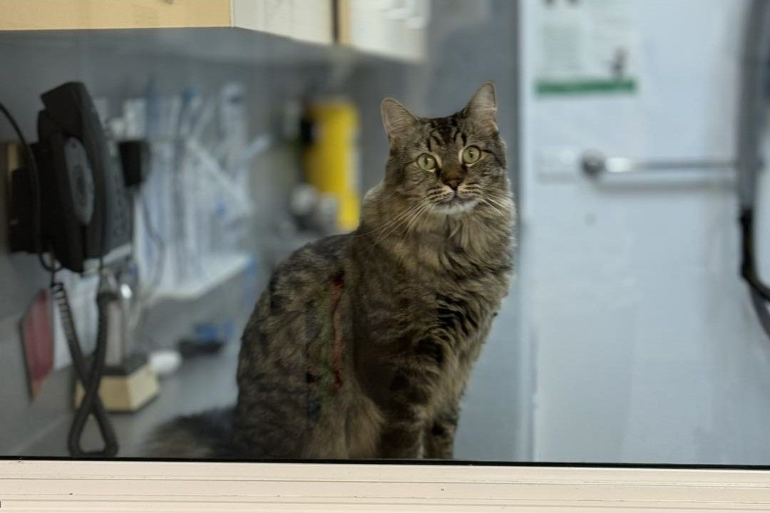 Cat in a veterinary clinic