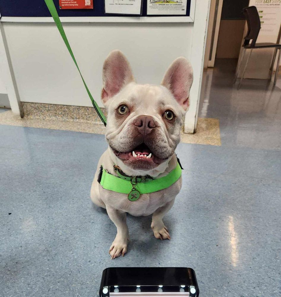 Dog Showing Teeth