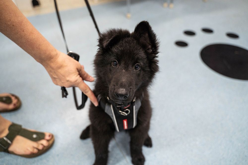 Dog with Leash Next to Its Owner