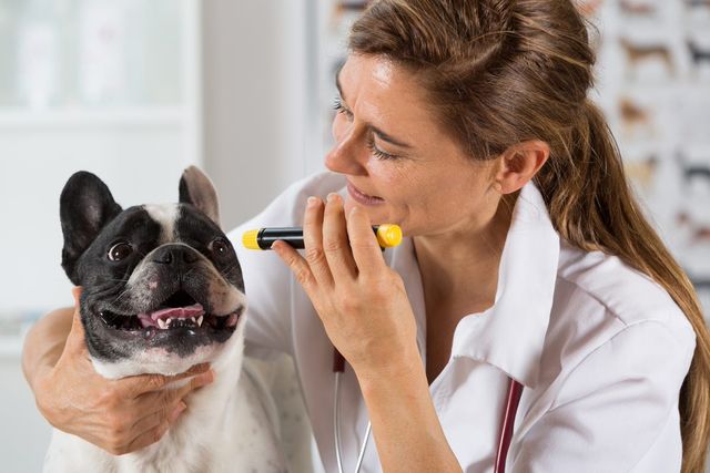 Animal Dentistry in Townsville Western Suburbs Vet Clinic
