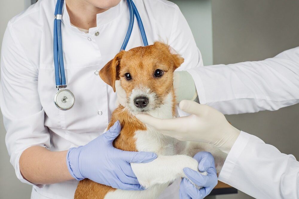 Vet carrying a dog