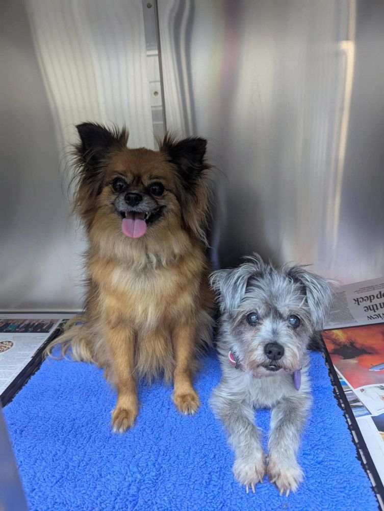 Two Dogs Ready for Vaccination
